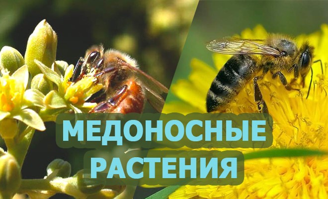 медоносные растения
